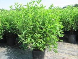 Clethra Alnifolia Clethra Alnifolia