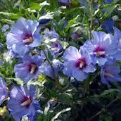 Hibiscus syriacus PP20574 / Proven Winners® 'Color Choice® Blue Chiffon®' Hibiscus syriacus PP20574 / Proven Winners® 'Color Choice® Blue Chiffon®'