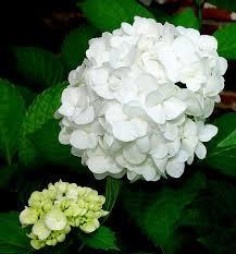 Hydrangea M. Double Delights Peace Hydrangea M. Double Delights Peace