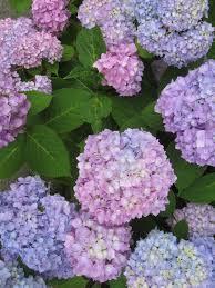 Hydrangea macrophylla PP26249 / L.A. Dreamin'® 