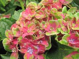 Hydrangea M. Next Generation Pistachio Hydrangea M. Next Generation Pistachio