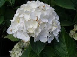 Hydrangea M. Next Generation Snow Storm 