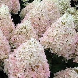 Hydrangea P. Sweet Summer Hydrangea P. Sweet Summer