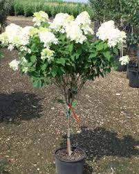 Hydrangea Standard. Pink Diamond Hydrangea Standard. Pink Diamond