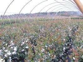 Camellia s. Northern Lights Camellia s. Northern Lights