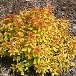Spiraea japonica 'Double Play® Candy Corn®'