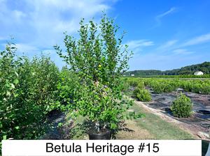 Betula Heritage - River Birch