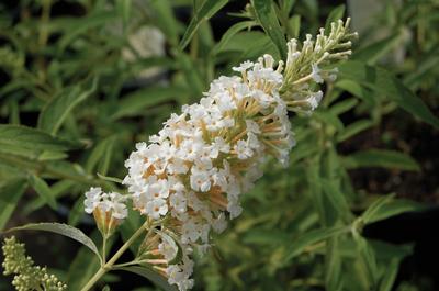 Buddleia White Profusion - Buddleia (butterfly bush)