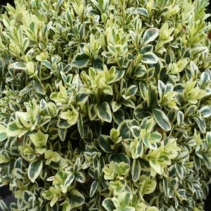 Buxus sempervirens Elegantissima - Boxwood
