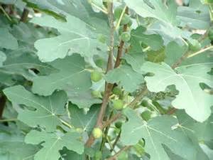 Ficus Brown Turkey - Fig