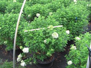 Hydrangea paniculata PP12874 / Proven Winners® Color Choice® 'Limelight' - Hydrangea Paniculata (Panicle)
