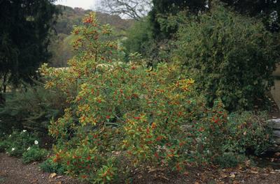 Ilex v. Winter Red - Femal Winterberry