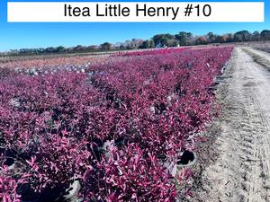 Itea virginica PP10988 / Proven Winners® Color Choice® Little Henry® - Sweetspire