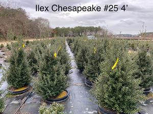 Ilex crenata Chesapeake - Ilex (Holly)