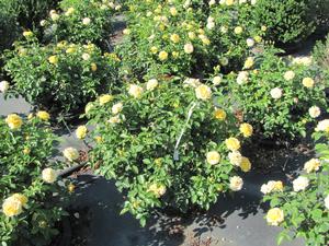 Rosa Julia Child™ - Roses