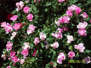 Rosa 'Radcon' PP15070 / Knock Out® Pink - Rosa Knock Out