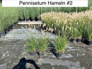 Pennisetum a. Hameln - Dwarf Fountain Grass