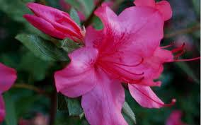 Azalea PP15077 / Encore® Autumn Sangria™ Azalea from David's Nursery