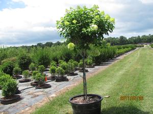 Hydrangea standard Limelight - Hydrangea Paniculata- Standard