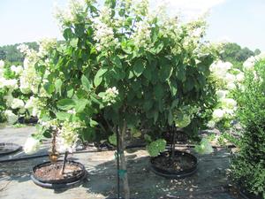 Hydrangea paniculata PP16812 / Proven Winners® Color Choice® Quick Fire® - Hydrangea Paniculata (Panicle)