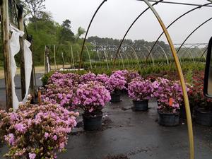 Azalea Elsie Lee From David S Nursery Azalea Elsie Lee From David S