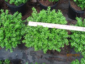 Buxus sinica v.insularis Franklin's Gem - Boxwood