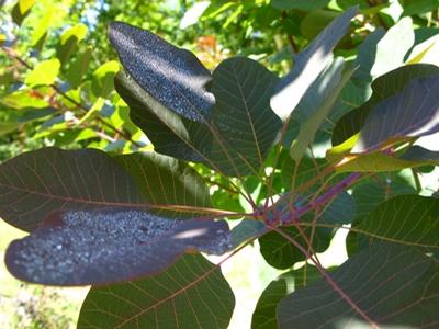 Cotinus Grace - Smoke Bush