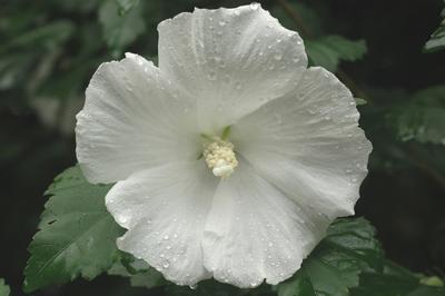 Hibiscus Diana - Hibiscus Rose of Sharon
