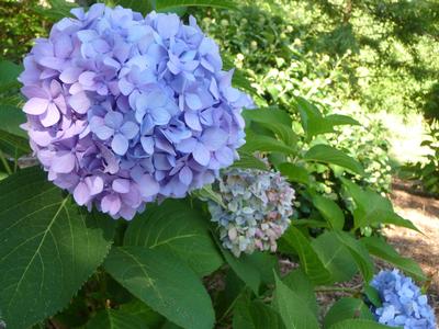 Hydrangea m. Penny Mac - Hydrangea Macrophylla (Mop Head)