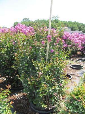Lagerstroemia Catawba - Lagerstroemia (Crape Myrtle)