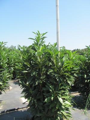 Prunus Schipkaensis - Schip Laurel