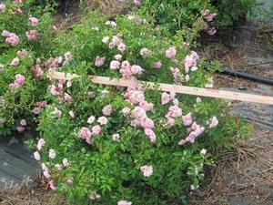 Rosa Crystal Fairy - Roses