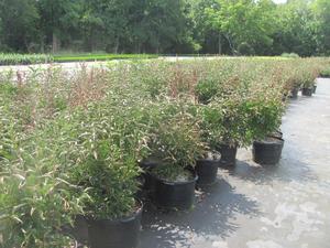 Syringa 'Miss Kim' - 