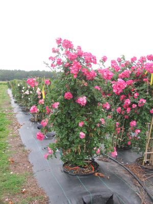 Rosa clg. American Pillar - Rosa (Climbing)
