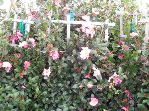Camellia s. Long Island Pink from David’s Nursery