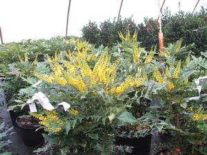 Mahonia x Media 'Charity' - 