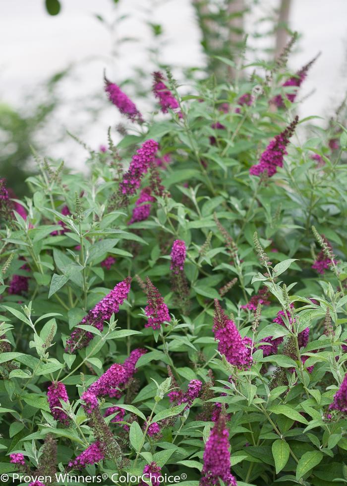 Buddleia 'Miss Molly' - Butterfly Bush