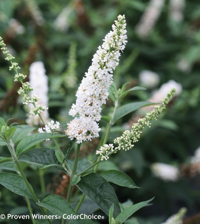 Buddleia 'Miss Pearl' - Butterfly Bush