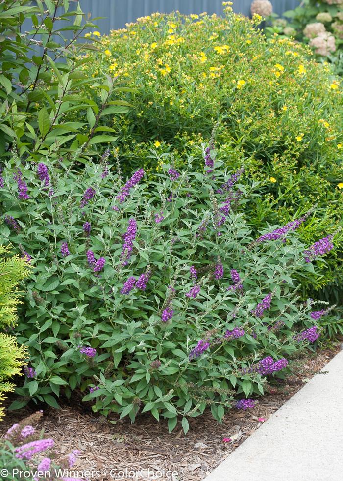 Buddleia 'Miss Violet' - Butterfly Bush