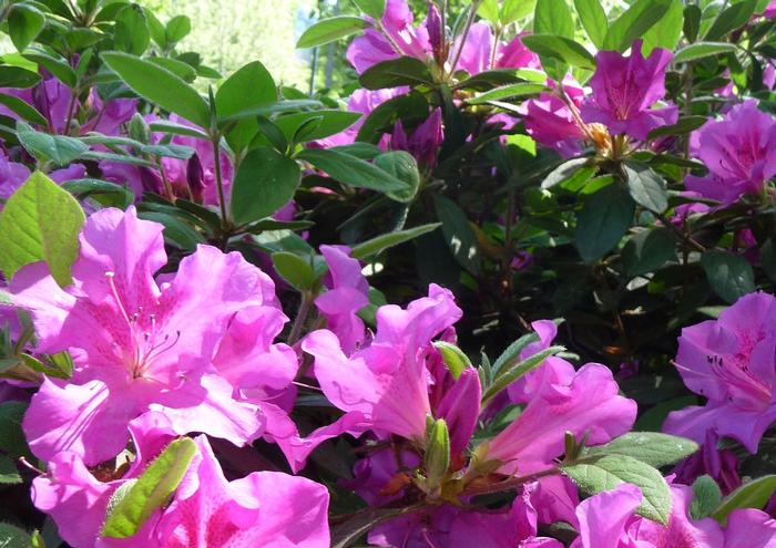 Rhododendron Encore® 'Autumn Royalty®' ('Conlec') - Azalea