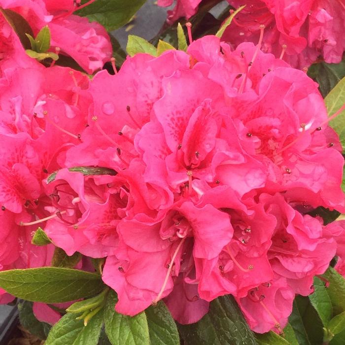 Rhododendron Perfecto Mundo® 'Double Dark Pink' ('NCRX7') - Reblooming Azalea