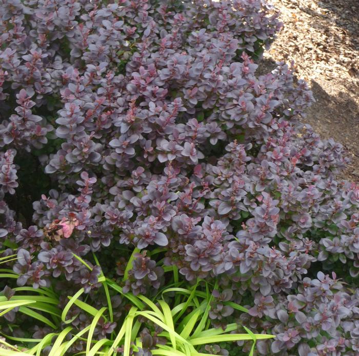 Berberis thunbergii 'Concorde' - Barberry