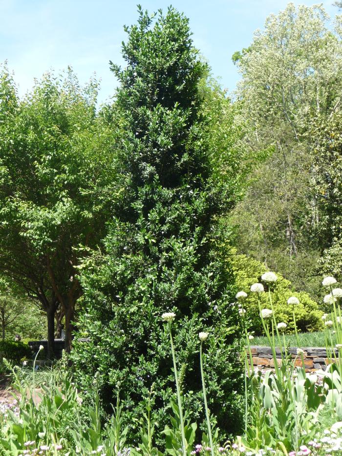 Buxus 'Green Mountain' - Boxwood