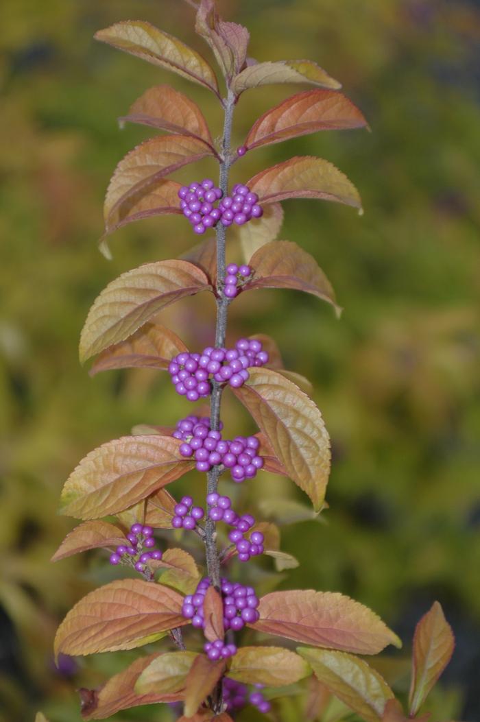 Callicarpa dichotoma 'Early Amethyst' - Beautyberry