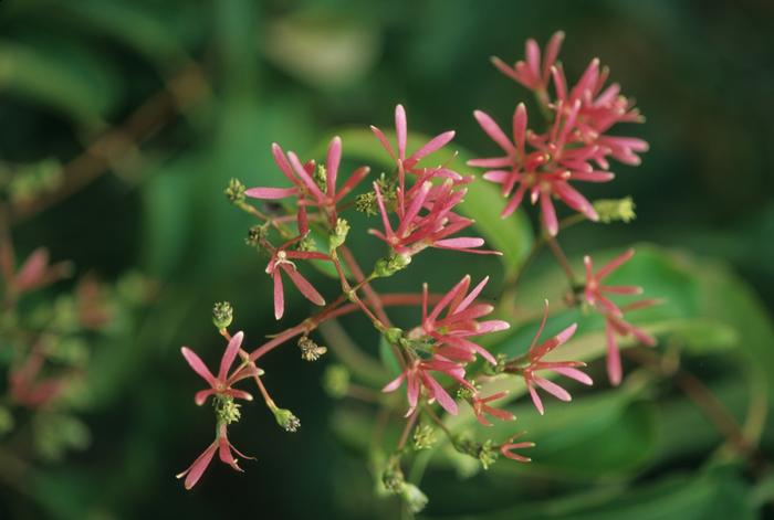 Heptacodium miconioides - Seven Son Flower