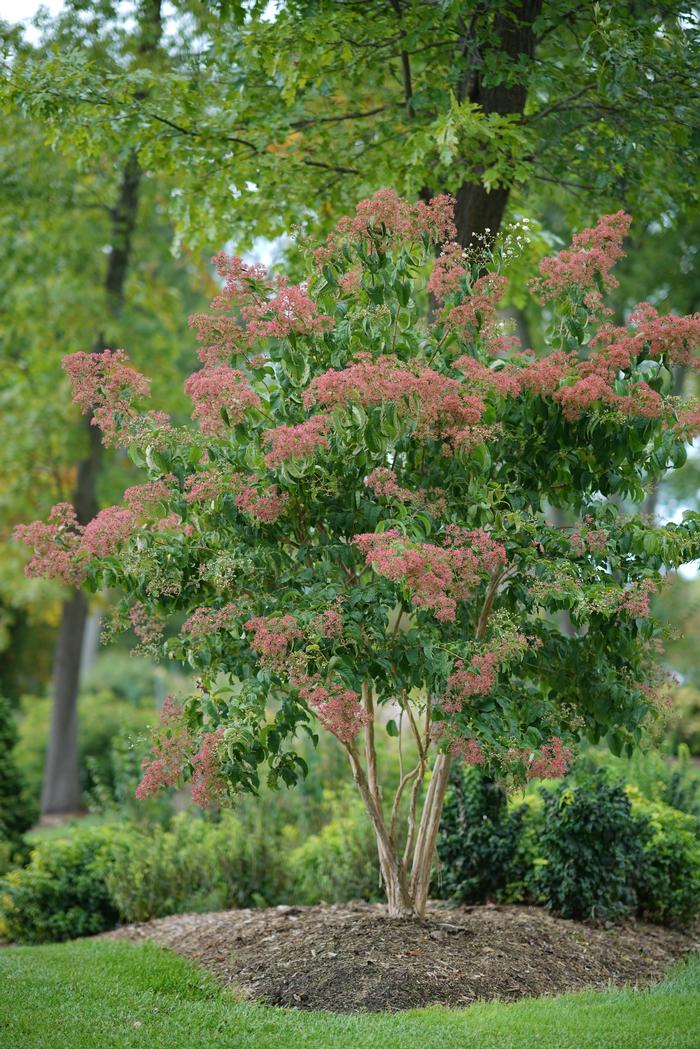Heptacodium miconioides 'Temple of Bloom®' ('SMNHMRF') - Seven Son Flower
