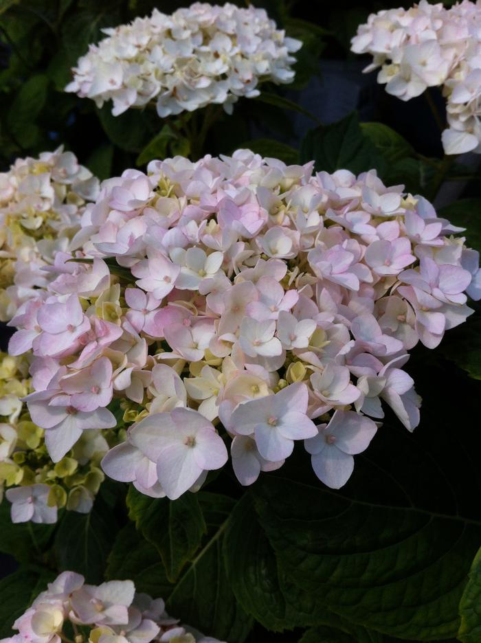 Hydrangea macrophylla 'Blushing Bride' - Big Leaf Hydrangea