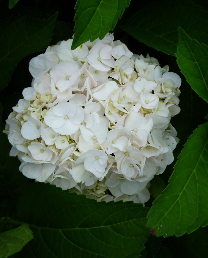 Hydrangea macrophylla 'Madame Emile Mouilliere' - Bigleaf Hydrangea