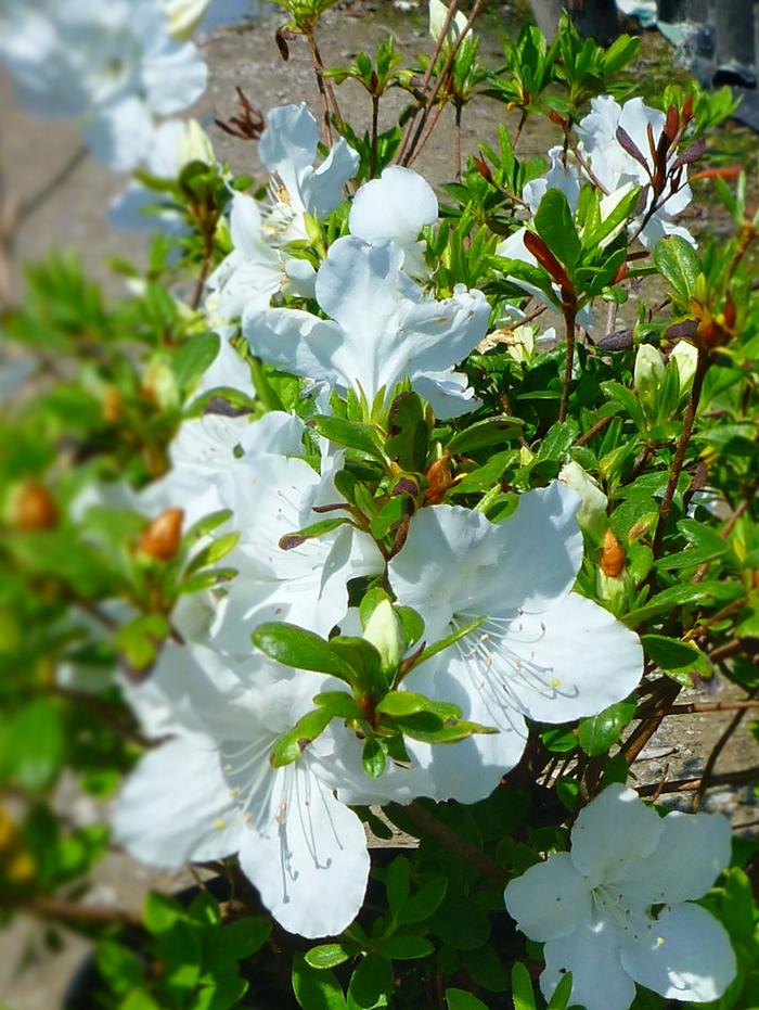 Rhododendron Girard hybrid 'Girard's Pleasant White' - Azalea