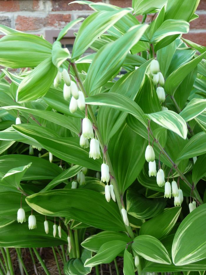 Polygonatum odoratum var. pluriflorum 'Variegatum' - Solomon's Seal
